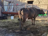 Tehén, Swedish red cattle — 1. fotó