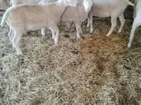 Juh, Ile-de-France sheep — 1. fotó