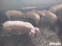Boar, Pigs — photo 3