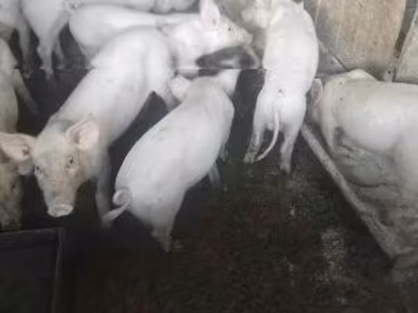 Porcs (lot, sexe non indiqué), Porcs — Hongrie