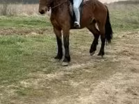 公马, Horses — 照片 4