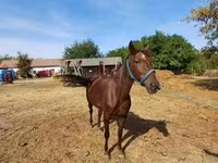 Mare, Standardbred — photo 2