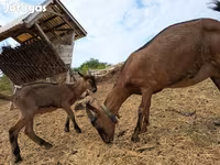 Bode, Alpine goat — foto 1