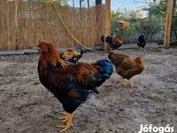 وياندوت — الصورة 5