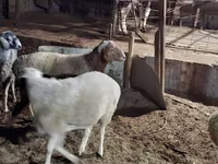 Ovelhas (lote, sexo não especificado), Ovelhas — foto 6