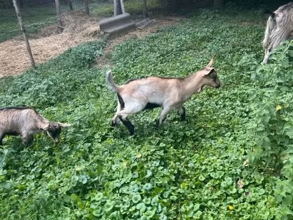 Kozel, Kozy — Maďarsko