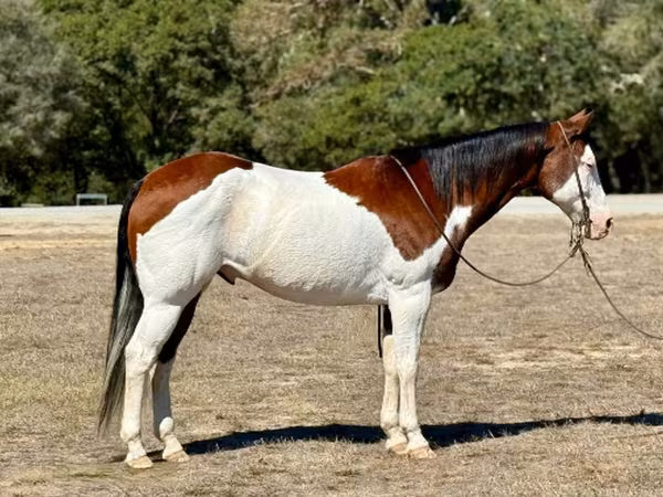 Caballo, American paint horse