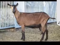 Chèvre, Alpine goat — photo 1