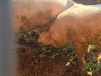 Schweine (Partie, Geschlecht nicht angegeben), Schweine — Foto 1