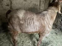 Cabro, Nubian Goat — foto 6