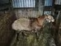 Қошқар, Hissar sheep — 6-сурет