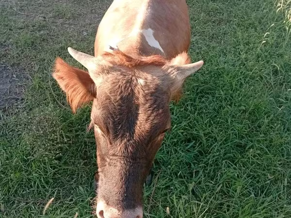 Bika, Szarvasmarhák