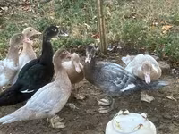 Ducks — photo 1