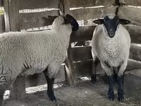 Juh, Suffolk sheep — 1. fotó