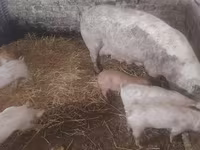 猪（批次，未指定性别）, Pigs — 照片 4