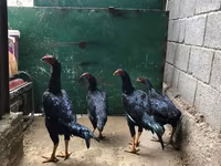 galinhas Shamo — foto 1