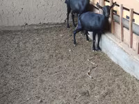 عنزة, Alpine goat — الصورة 3