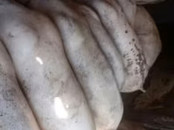 Pigs (batch, sex not specified), Pigs — Hungary