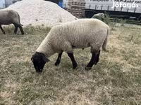 Kos, White Suffolk sheep — 1. fotó