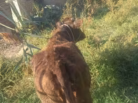 Madyan, Kyrgyz Horse — foto 1