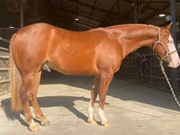 Hing, Quarter Horse — 1. fotó