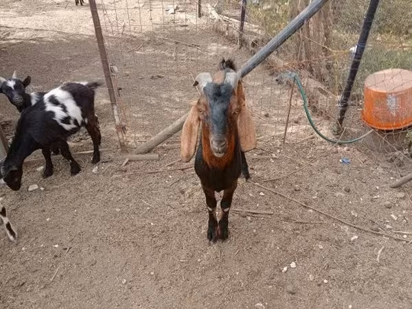 Cabra, Cabras