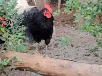 Chickens — foto 8