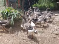 Geese — الصورة 6
