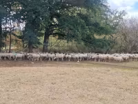 Juh, Baerchuke sheep — 1. fotó