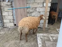 母羊, Sheep — 照片 7