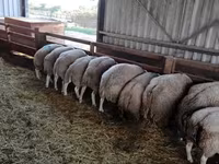 Kos, Beltex sheep — 2. fotó