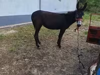 母马, Horses — 照片 2