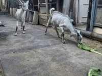 Kozel, Nubian Goat — foto 2