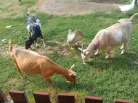 公山羊, Goats — 照片 1