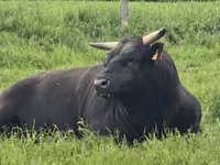 Tehén, Wagyu — 4. fotó