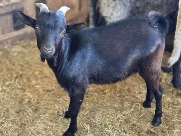 تيس, Dutch Landrace goats