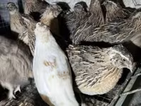 Quails — الصورة 5