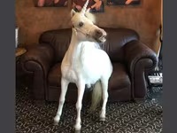 Stute, Miniature horse — Foto 1