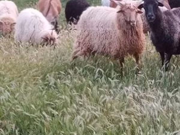 公羊, Racka sheep
