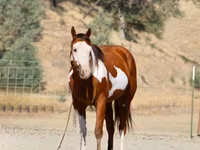 Hing, American paint horse — 2. fotó