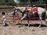 Mare, Quarter Horse — photo 7