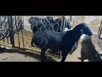Kos, Rhon sheep — 5. fotó