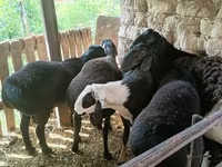 Carnero, Rhon sheep — foto 4