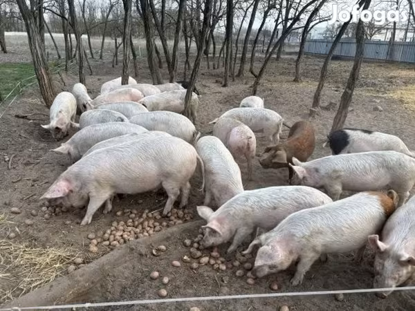Boar, Pigs — Hungary