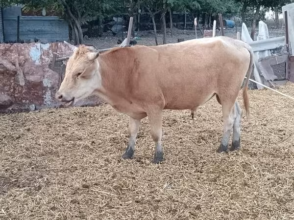 Býk, Simmental cattle