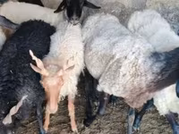 كبش, Tsigai sheep — الصورة 2