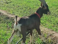 عنزة, Toggenburg goat — الصورة 1