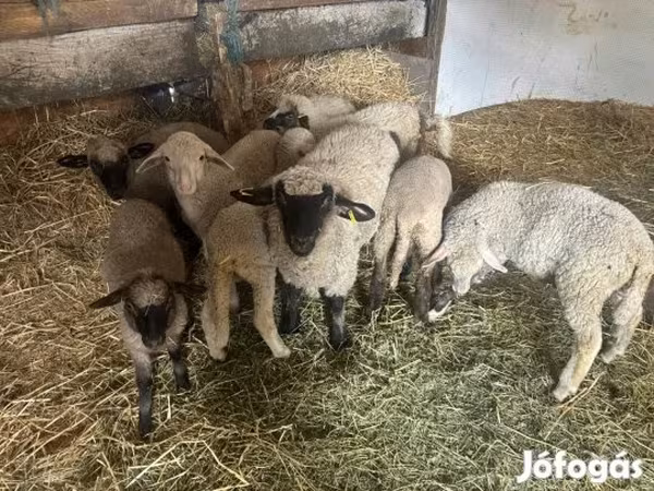 Sheep (batch, sex not specified), Merino sheep — Hungary