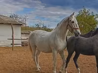 घोड़ी, Lipizzaner — फ़ोटो 2