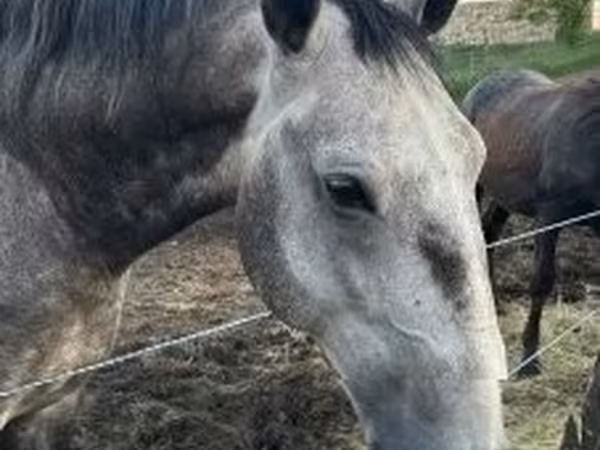 Hengst, Lipizzaner — Ungarn